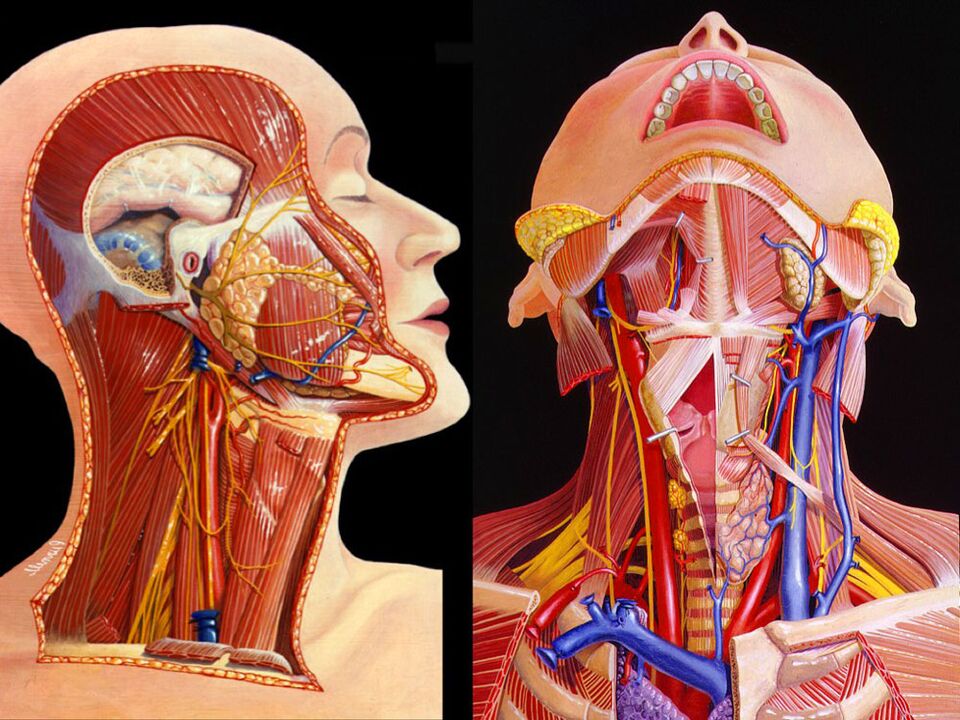 anatomia do pescoço