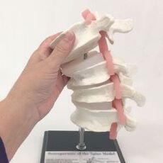 modelo de coluna lombar