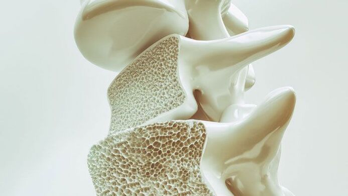 modelo seccional da coluna vertebral